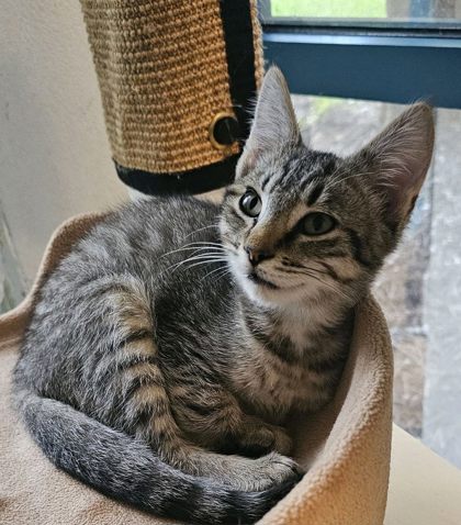 Tobias