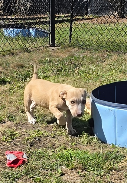 Rufus 2