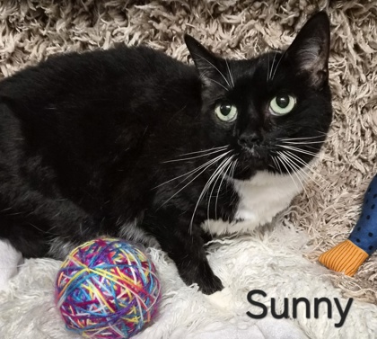 Sunny