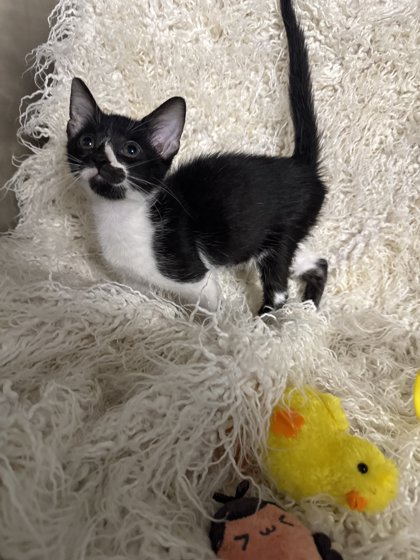 Skar @ PetSmart