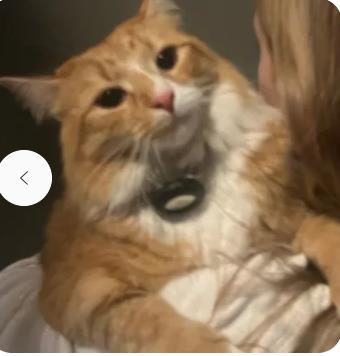 Baby Kitty 2