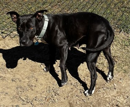 Miranda Lambert(HW+) 2