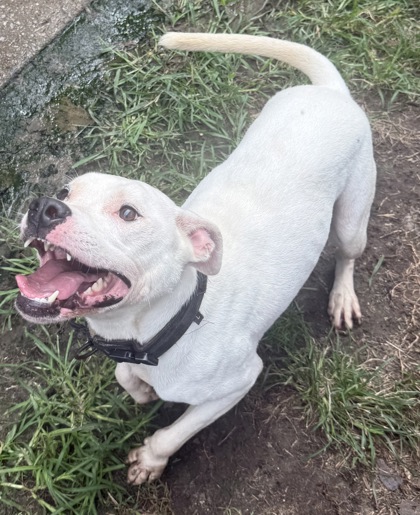 Petey 2