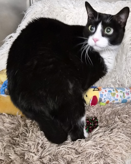 Sylvester 3