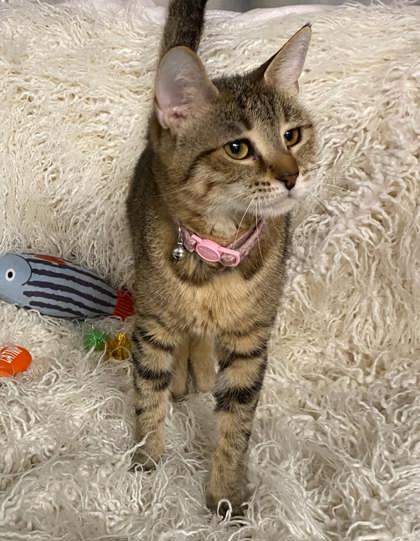 Livvy @ PetSmart
