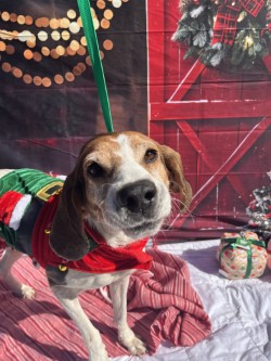 Vampire (HW+) (In Foster Home) 3