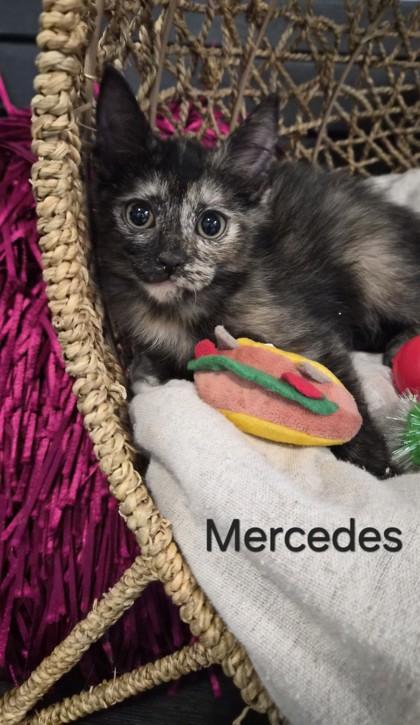 Mercedes @ PetSmart