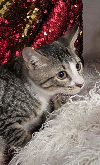 AJ @ PetSmart Conway 3