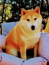 namoo (mr.moo)