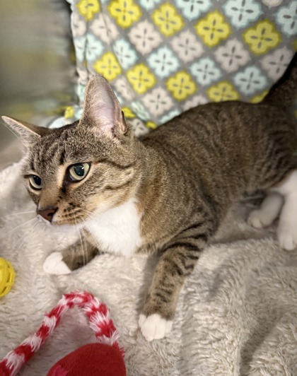 Ziva @ PetSmart 3