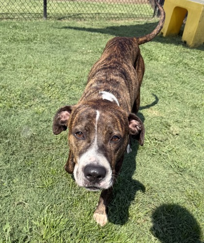 Tim McGraw (HW+)(In K9 Training) 2