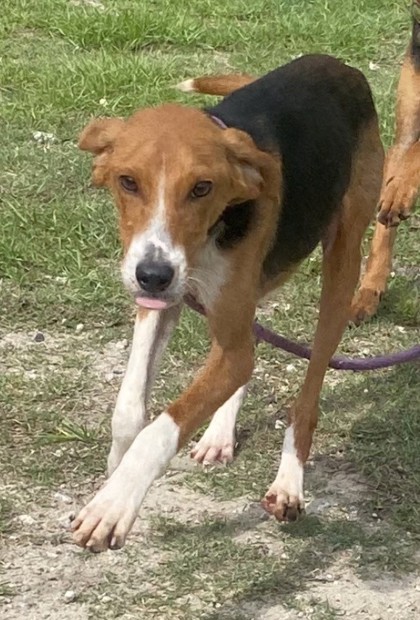 Cricket 2