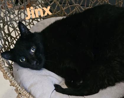 Jinx @ PetSmart