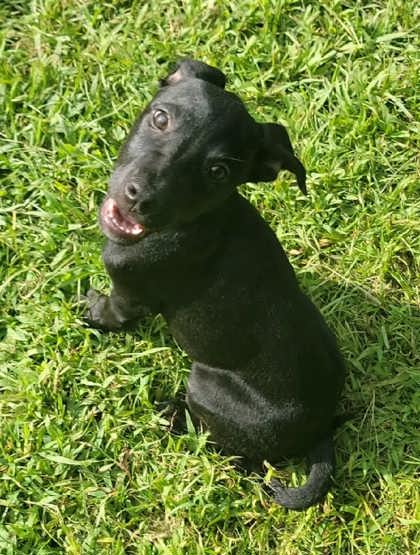 Prue 2