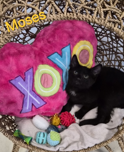 Moses