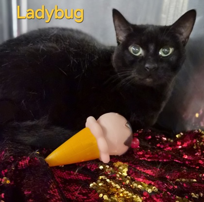 Ladybug