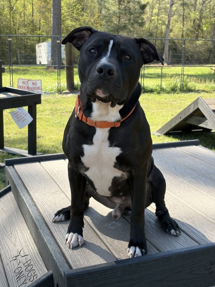 Remi (@ foster home) 3