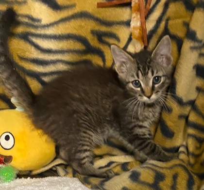 Vash @ PetSmart 2