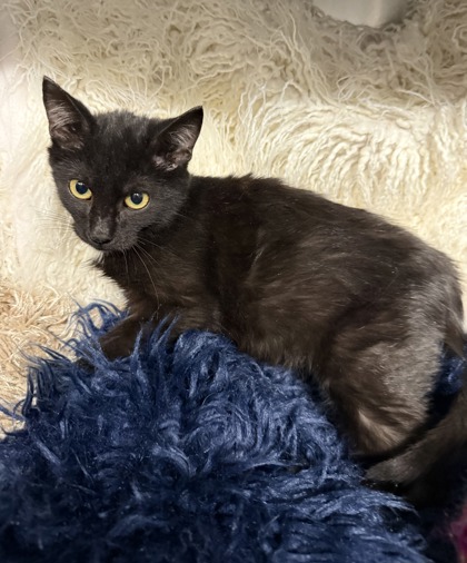 Crescent @ PetSmart 3