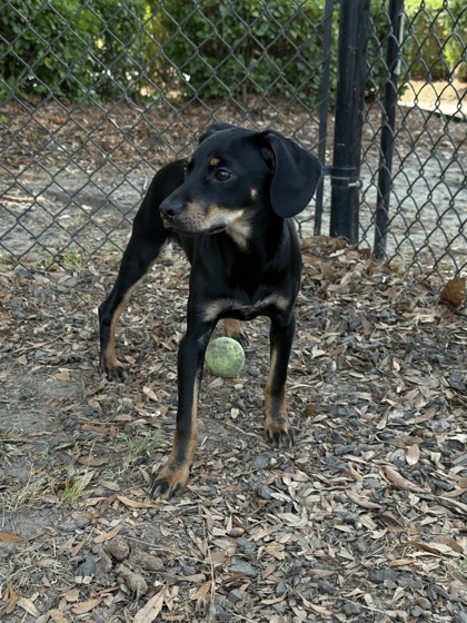Buster 3