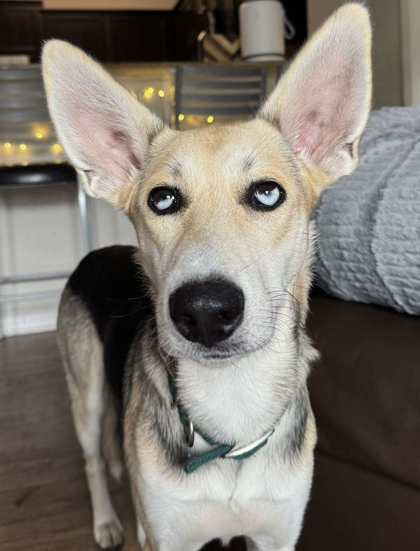 Bolt