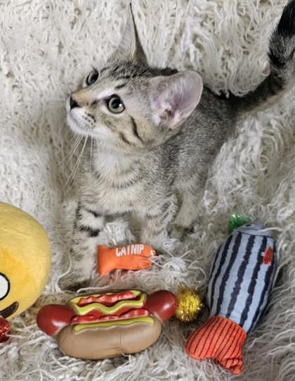 Graham @ PetSmart 3