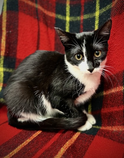 Scarecrow (@Petsmart) 2