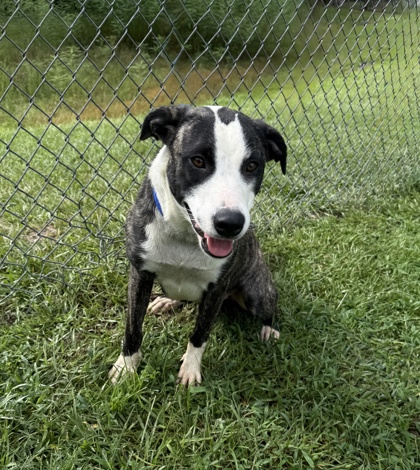Gracie