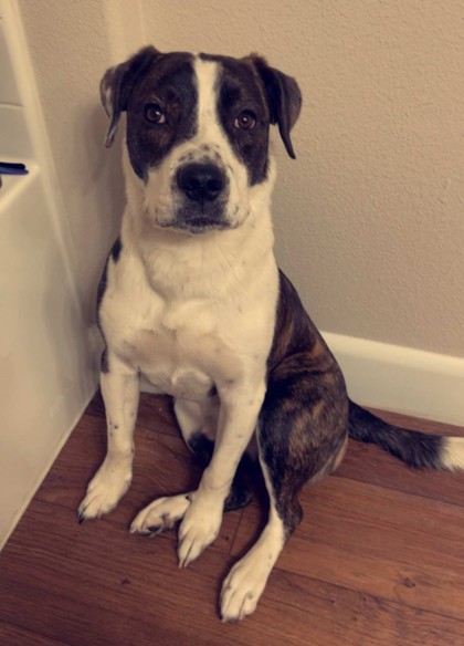 Maverick