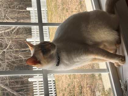 peaches