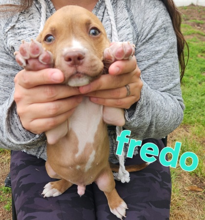 Fredo 2