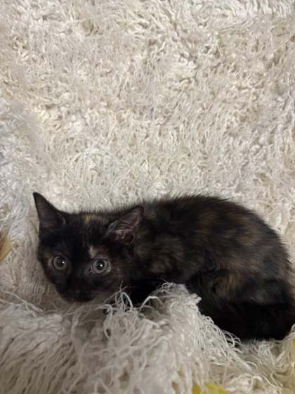 Frankie @ PetSmart 2