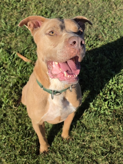 Gator "Goober"