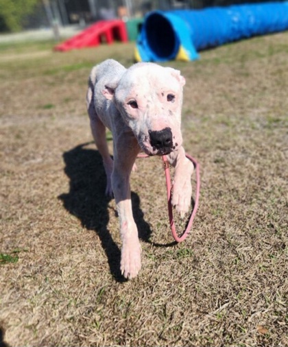 Nacho(DEMODEX) 2