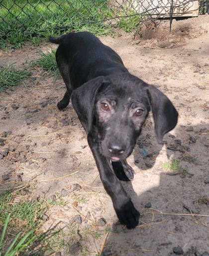 Garth Brooks (Demodex+) 2