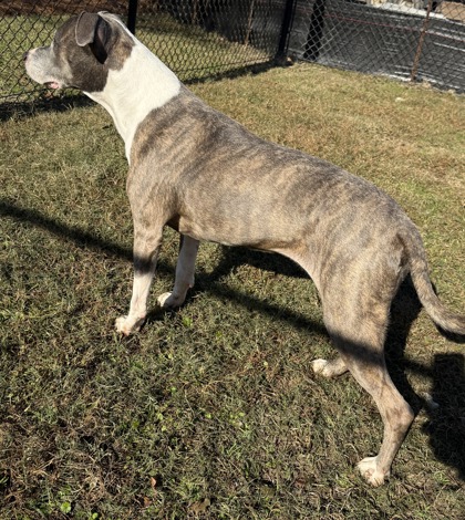 Mrs. Potato Head(HW+) 3