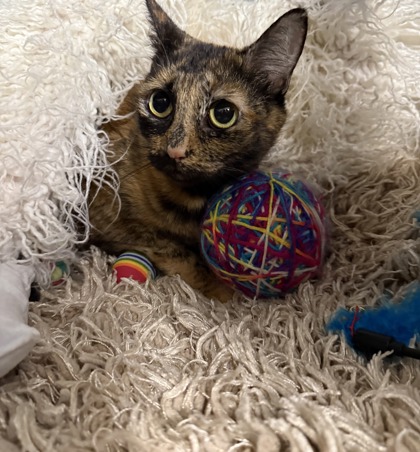 Mary Kate @ PetSmart 2