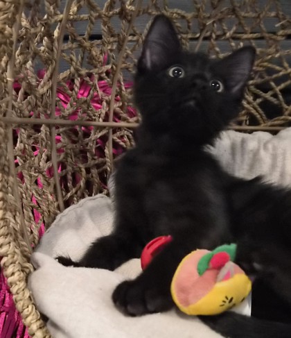 Rover @ PetSmart 2