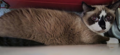 O'Malley 2