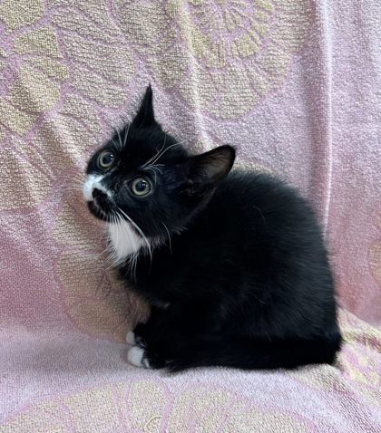 Mac @ PetSmart