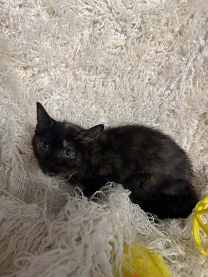 Frankie @ PetSmart