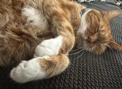 kibbles