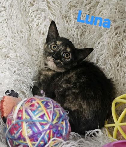 Luna