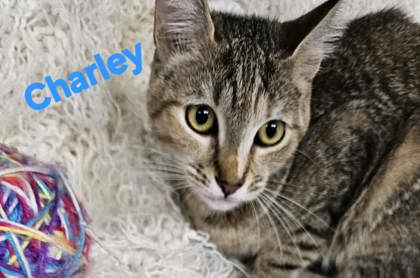 Charley @ PetSmart
