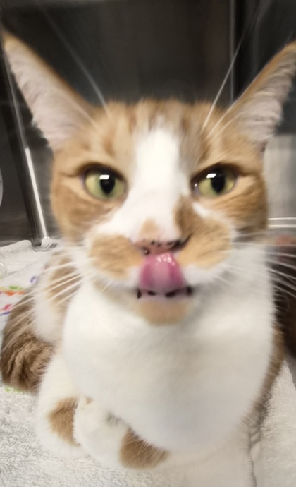 Charlie Kitty 2