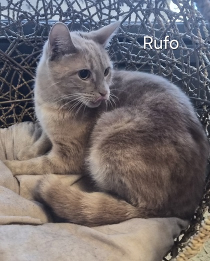 Rufo