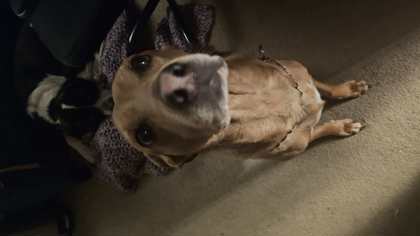 Dingo