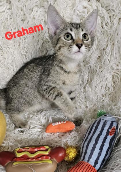 Graham @ PetSmart