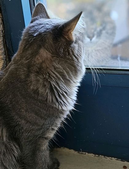 Storm @ PetSmart 2