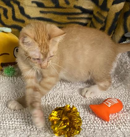 Ginger 3